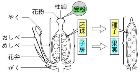 子房 成長|花のつくり